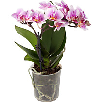 Горшки для орхидей